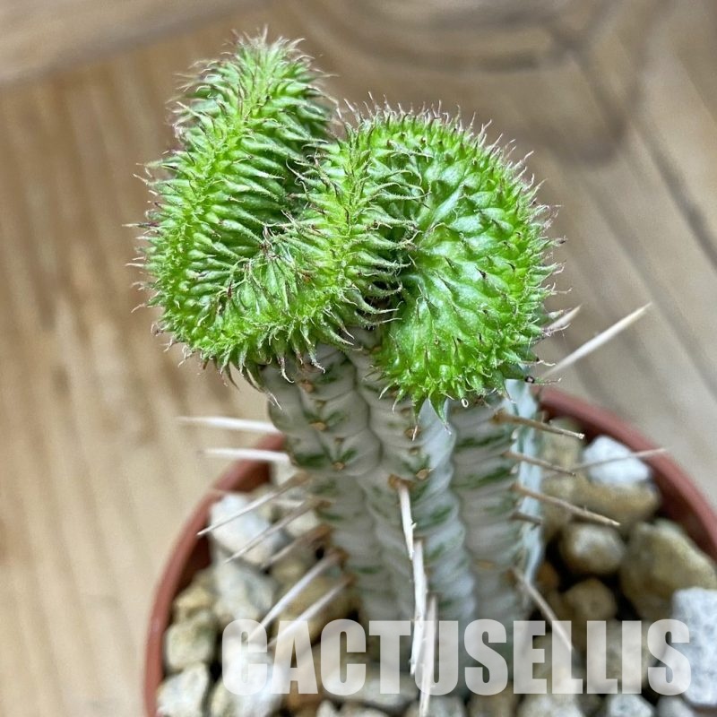 SH33726 Euphorbia susannae f. cristata, grafted