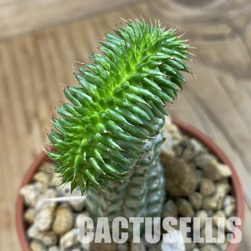 SH33727 Euphorbia susannae f. cristata, grafted