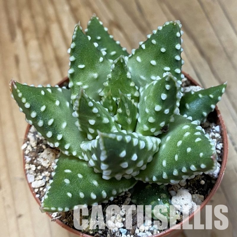 SH33728 Haworthia pumila -Japan-, compact form