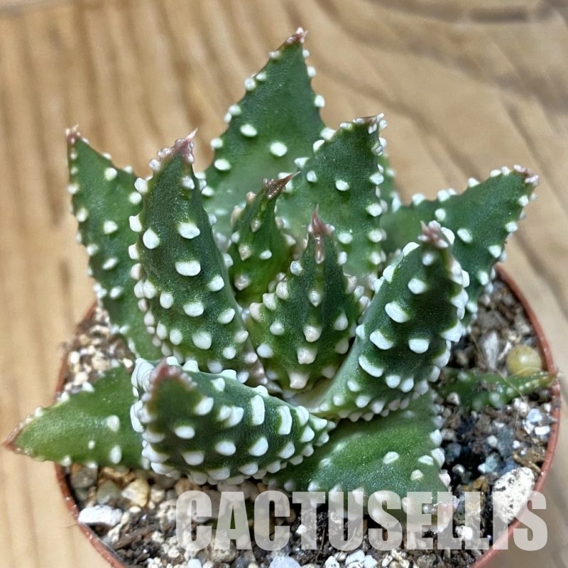 SH33729 Haworthia pumila -Japan-, compact form