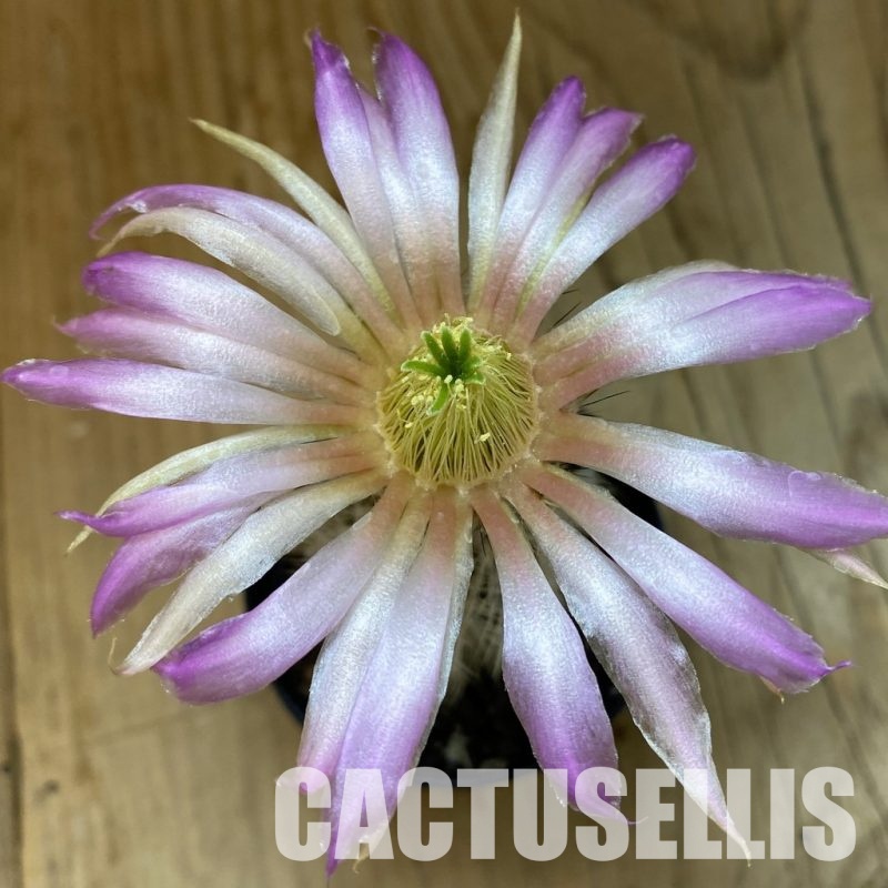 SH33730 Echinocereus reichenbachii v. albispinus