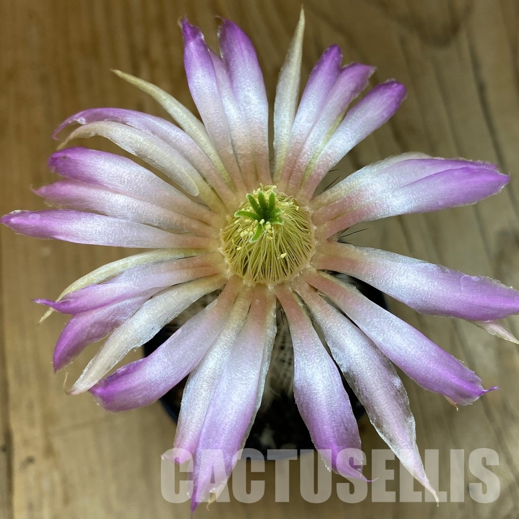 SH33730 Echinocereus reichenbachii v. albispinus