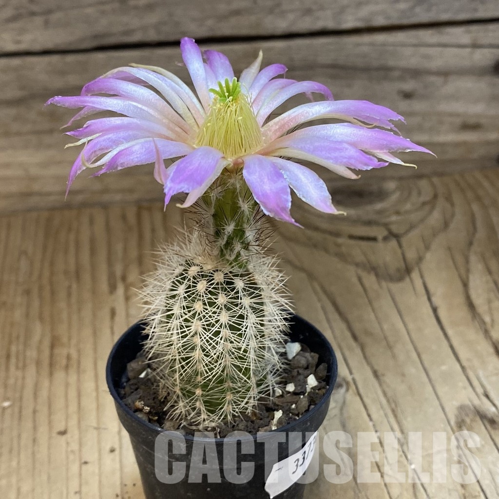 SH33730 Echinocereus reichenbachii v. albispinus - Image 2