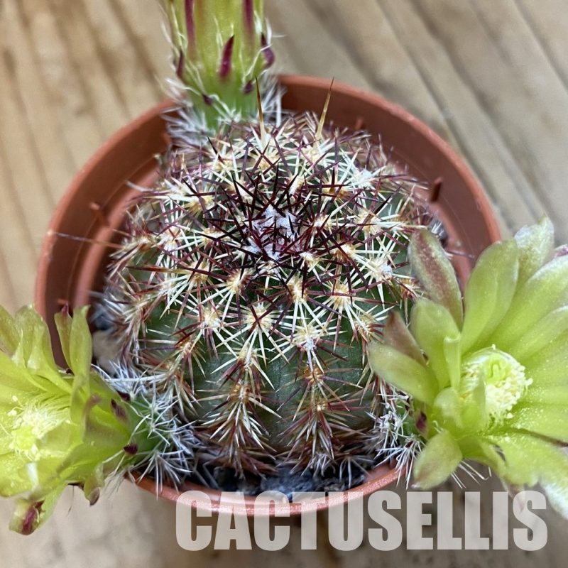 SH33731 Echinocereus chloranthus