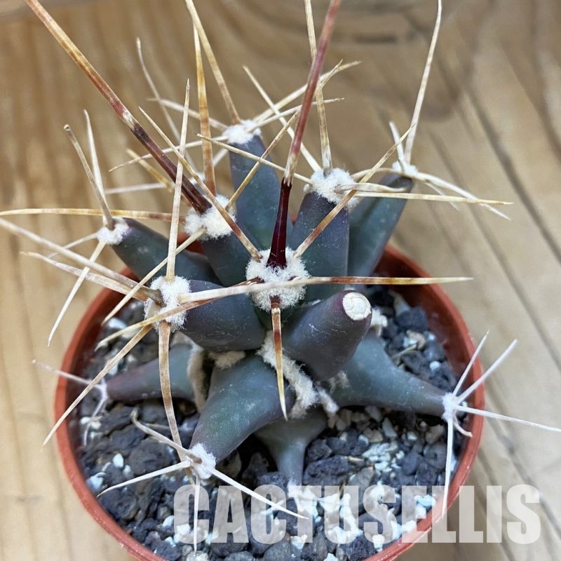 SH33734 Ferobergia seedling