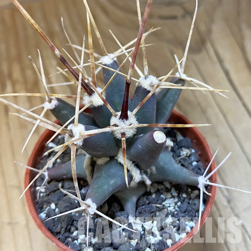 SH33734 Ferobergia seedling