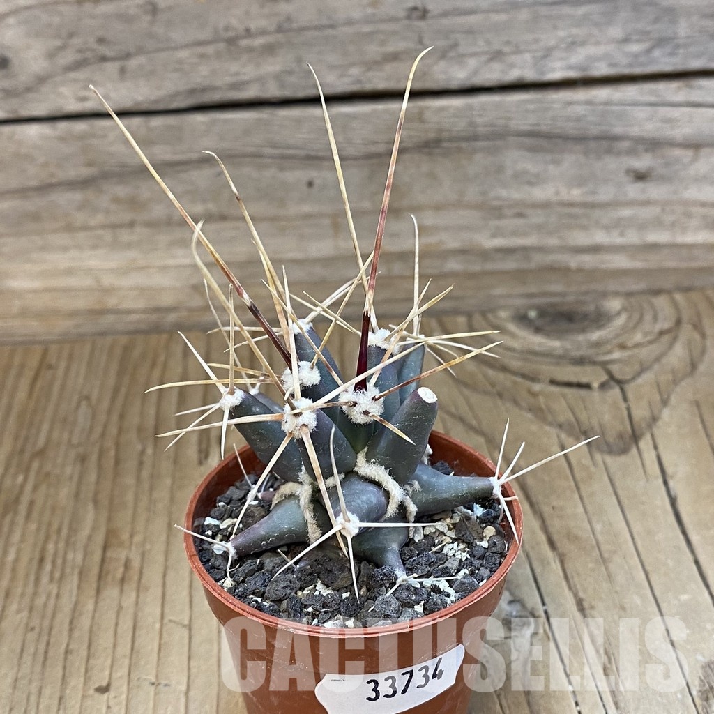 SH33734 Ferobergia seedling - Image 2