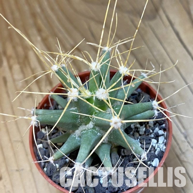 SH33735 Ferobergia seedling