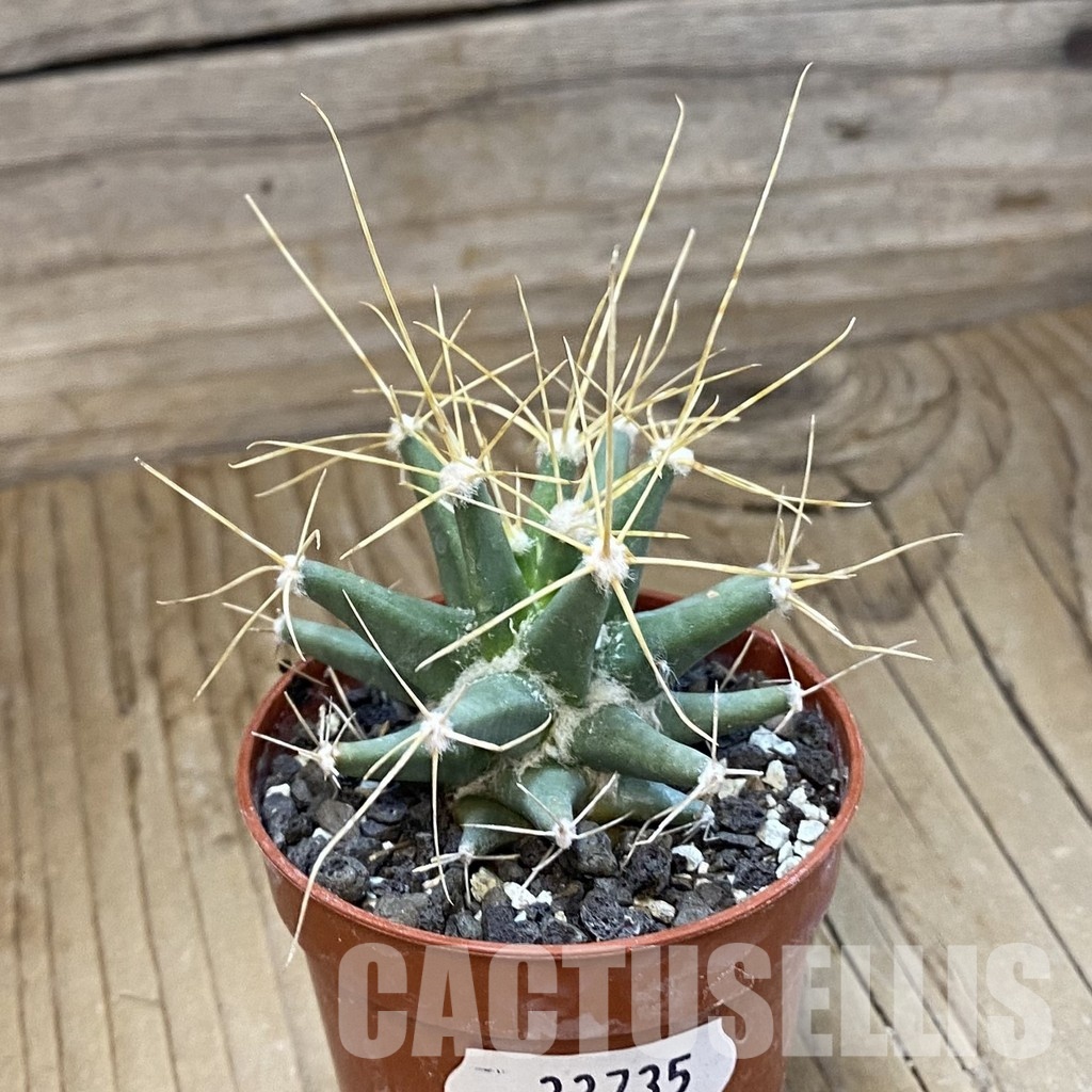 SH33735 Ferobergia seedling - Image 2