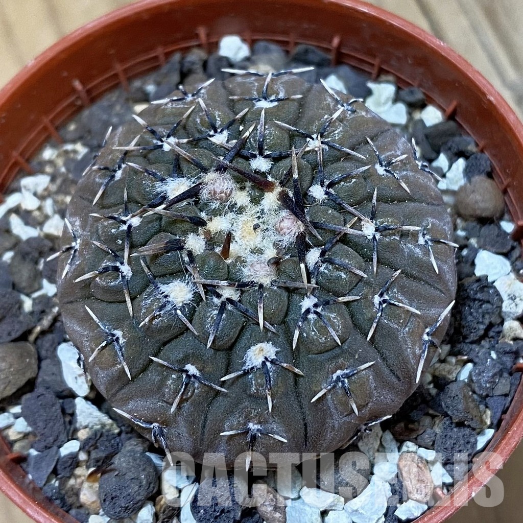 SH33736 Gymnocalycium asterium v. paucispinum