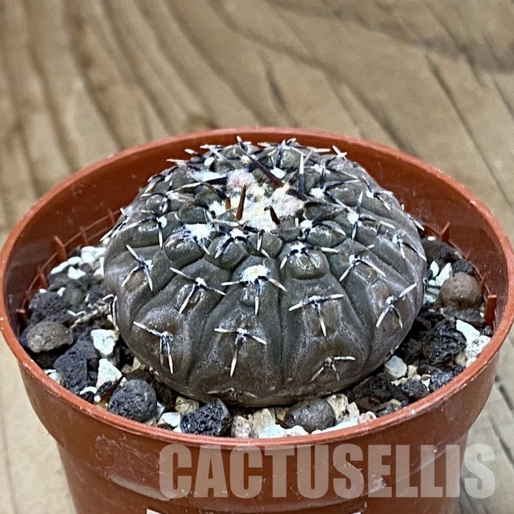 SH33736 Gymnocalycium asterium v. paucispinum - 画像 (2)