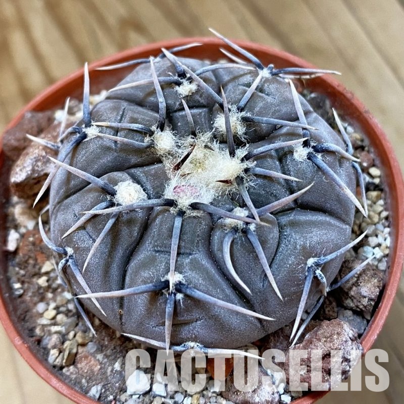 SH33737 Gymnocalycium esperanzae -Nueva Esperanza-