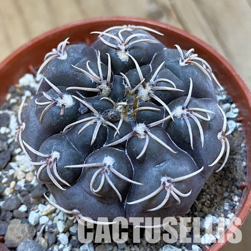 SH33738 Gymnocalycium robustum LF 80