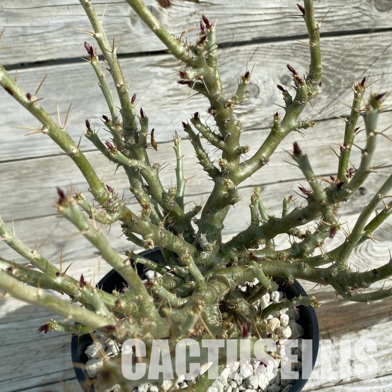 SH33674 Pachypodium bispinosum