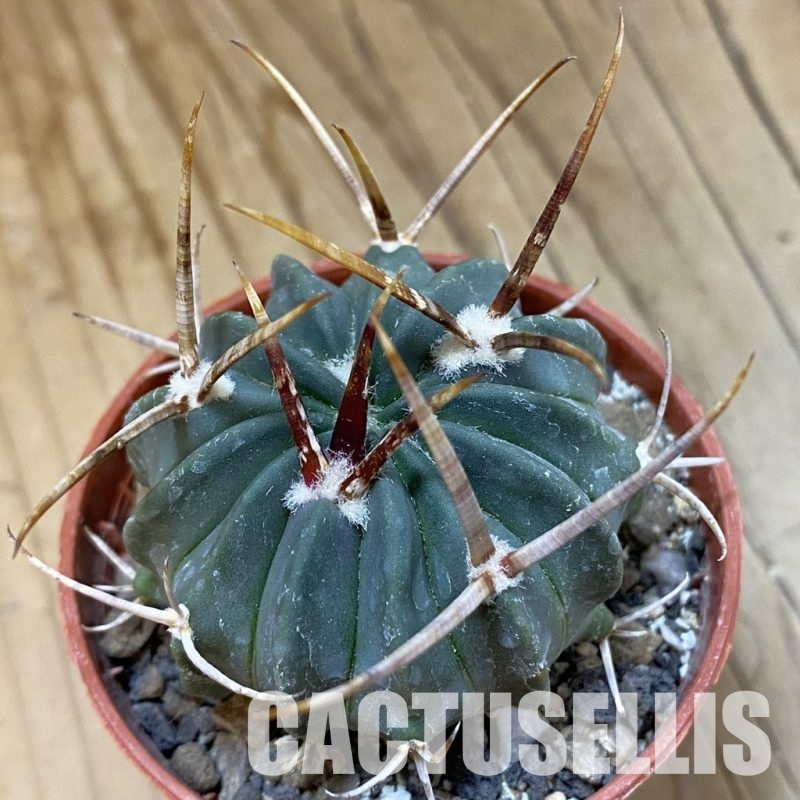 SH33739 Echinofossulocactus coptonogonus PP 959