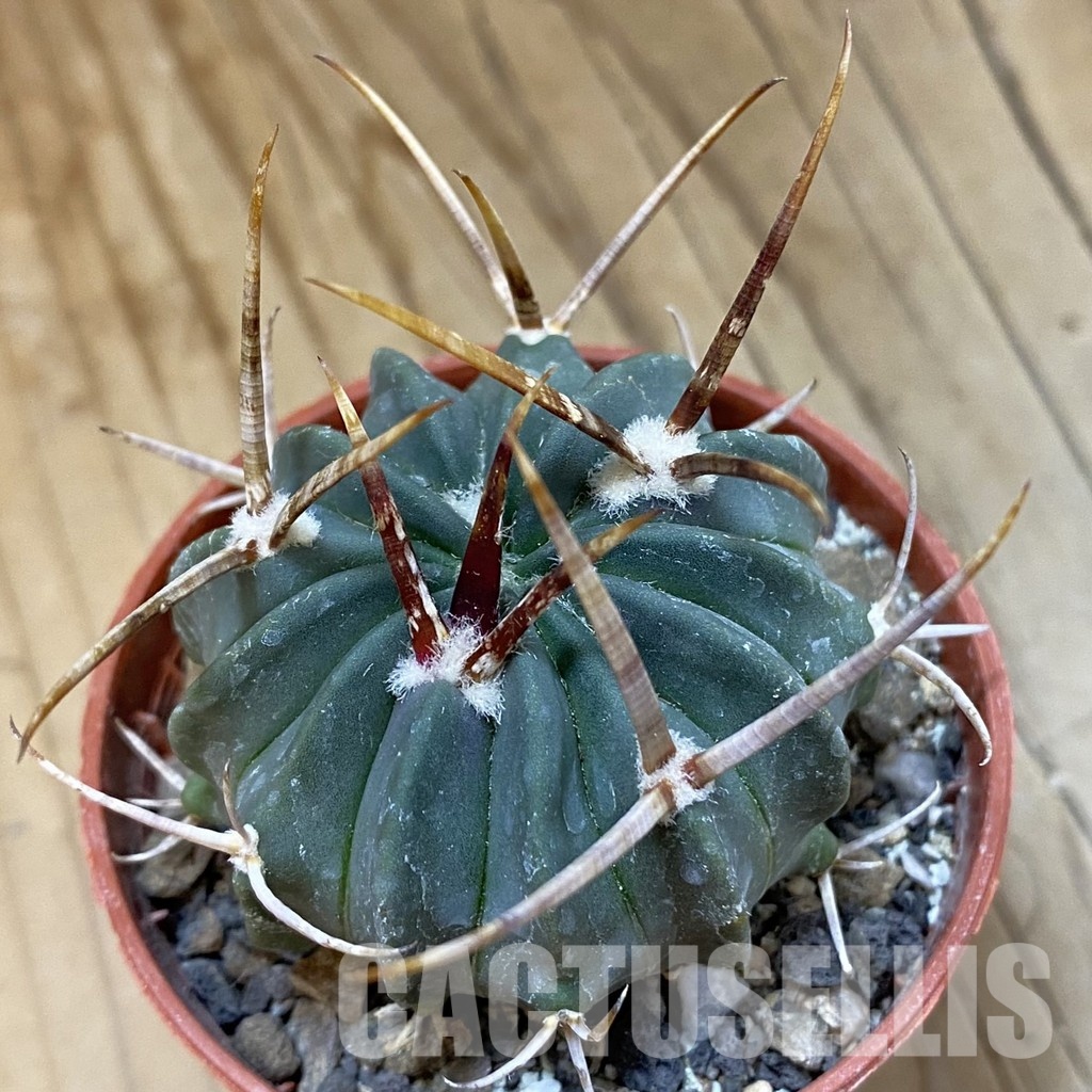 SH33739 Echinofossulocactus coptonogonus PP 959