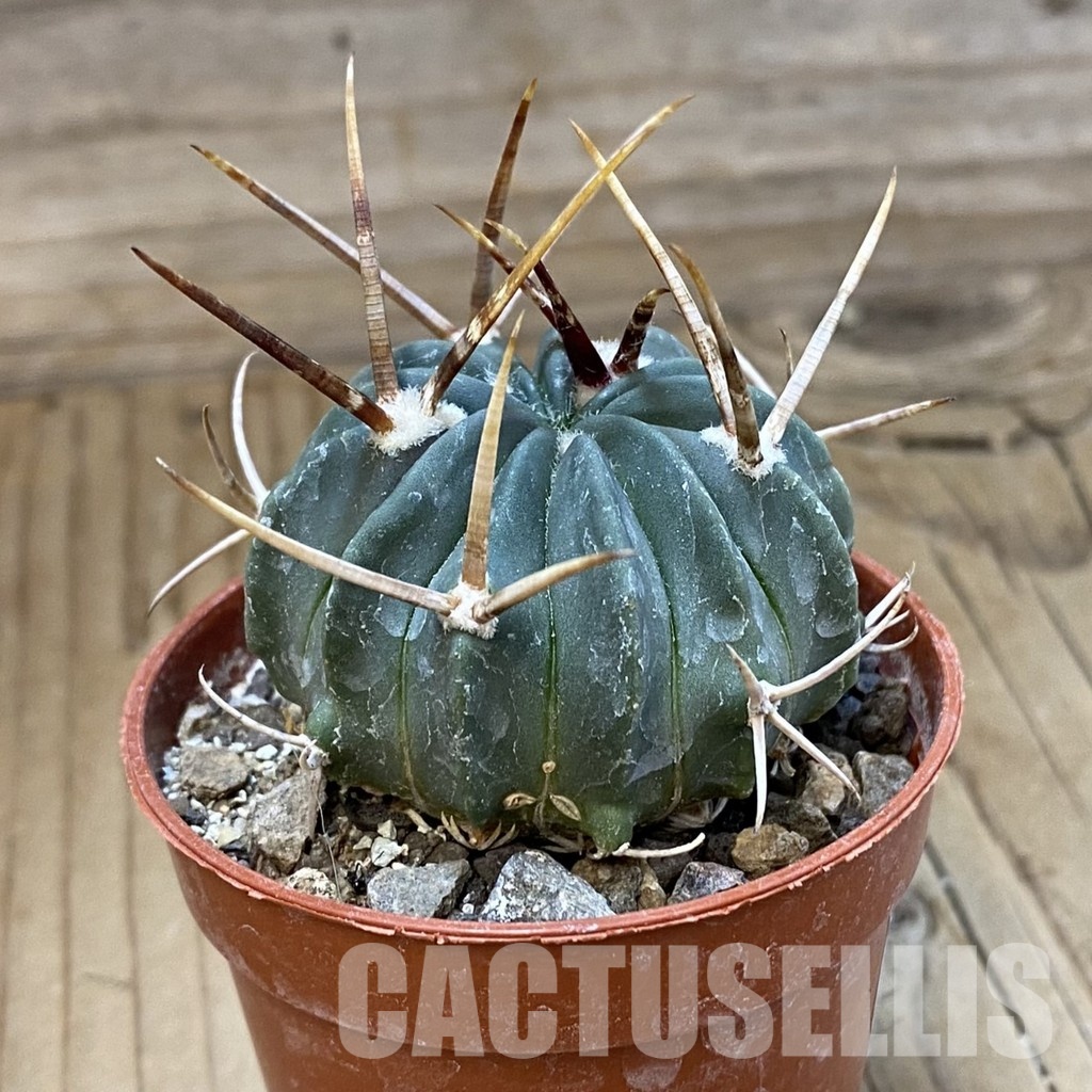 SH33739 Echinofossulocactus coptonogonus PP 959 - Image 2