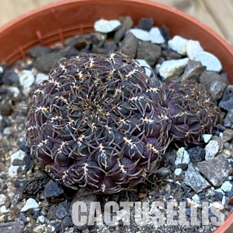 SH33741 Rebutia pulchra VS 416