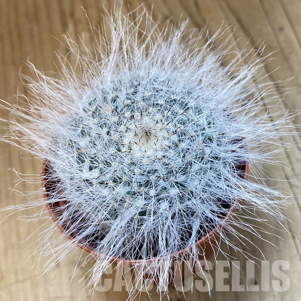 SH33742 Mammillaria hahniana