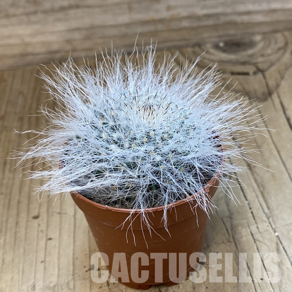 SH33742 Mammillaria hahniana - Imagen 2
