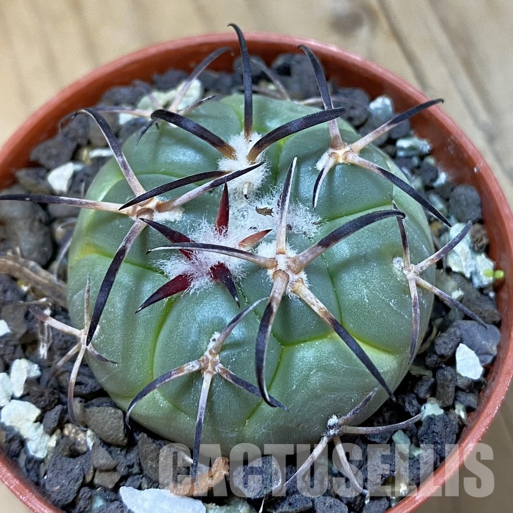 SH33744 Coryphantha poselgeriana v. valida