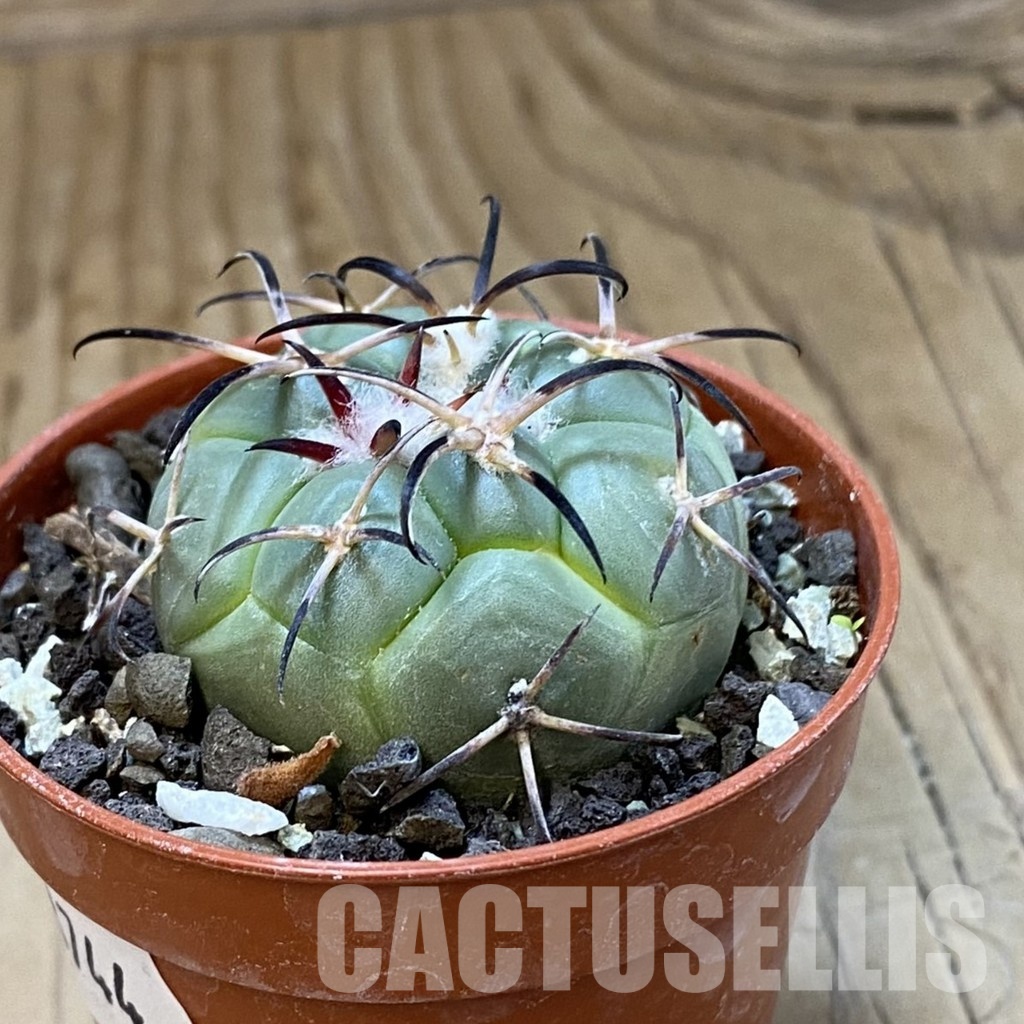 SH33744 Coryphantha poselgeriana v. valida - Imagen 2