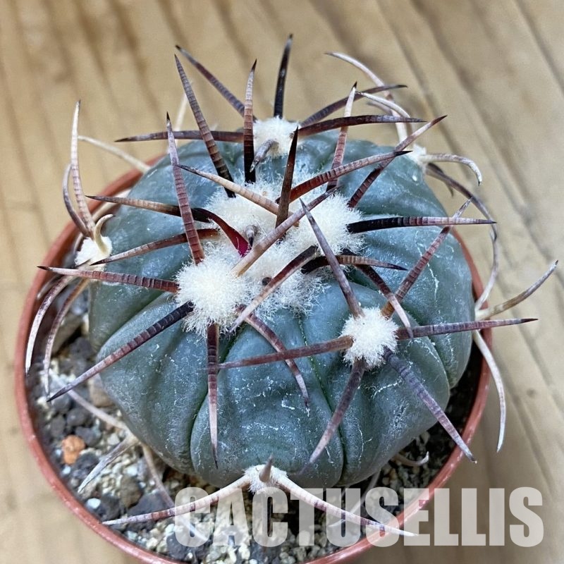SH33745 Echinocactus horizonthalonius, La Apples