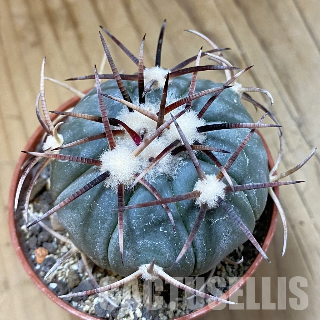 SH33745 Echinocactus horizonthalonius, La Apples
