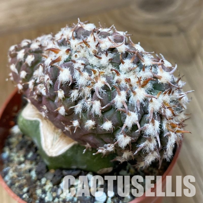 SH33680 Gymnocalycium spegazzinii v. unguispinum f. cristata, grafted