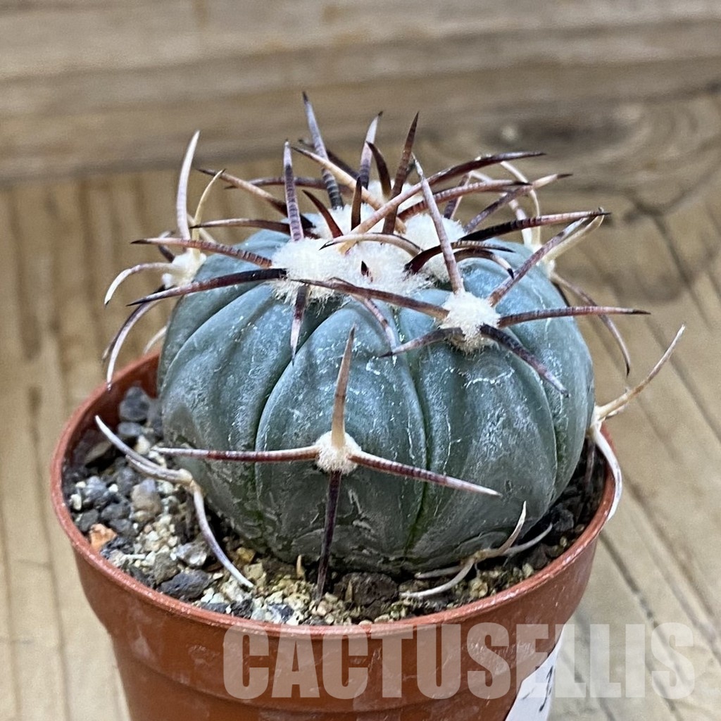 SH33745 Echinocactus horizonthalonius, La Apples - Imagen 2