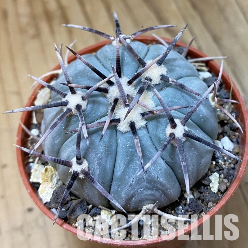 SH33746 Echinocactus horizonthalonius KMR 22