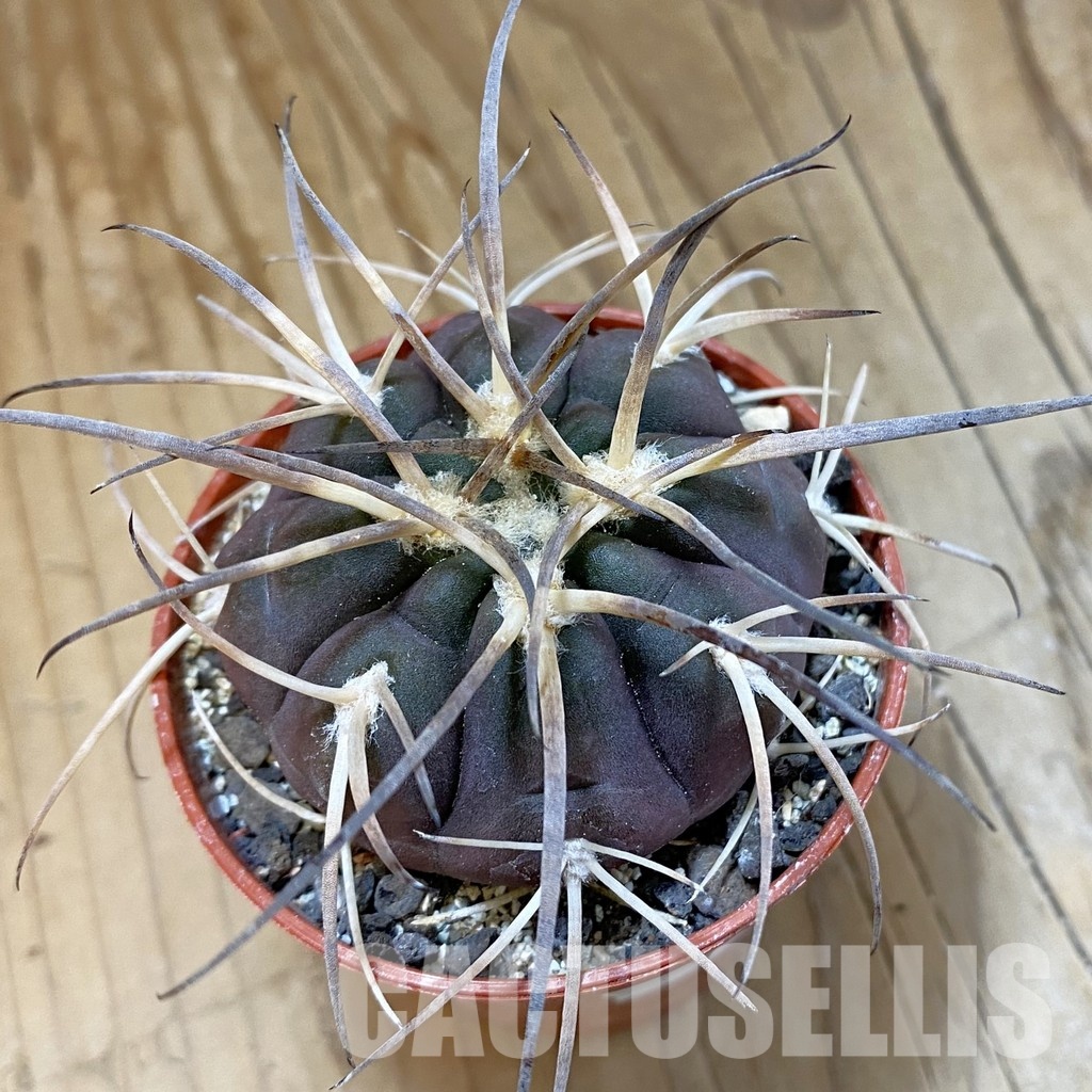 SH33747 Gymnocalycium spegazzinii VS 120 -Capillitas-