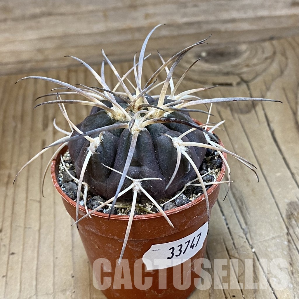 SH33747 Gymnocalycium spegazzinii VS 120 -Capillitas- - Imagen 2