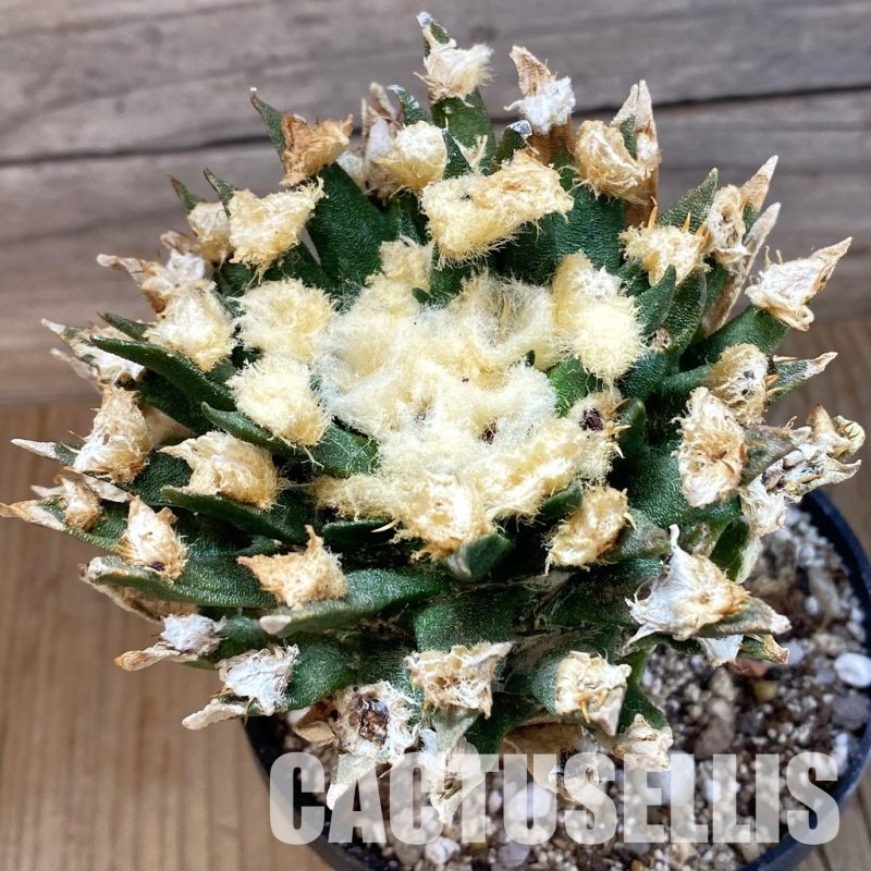 SH33691 Ariocarpus agavoides VM 804, grafted, 30 years old