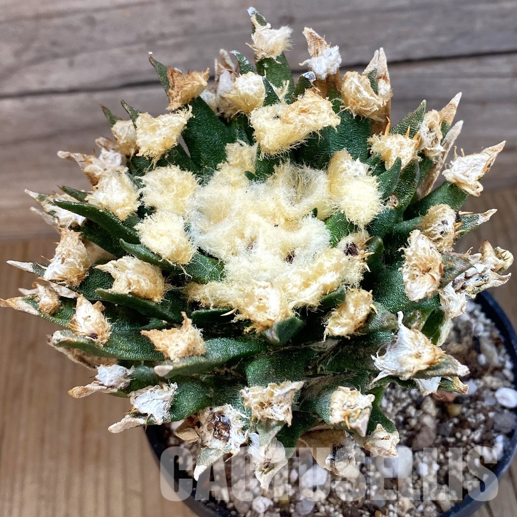 SH33691 Ariocarpus agavoides VM 804, grafted, 30 years old