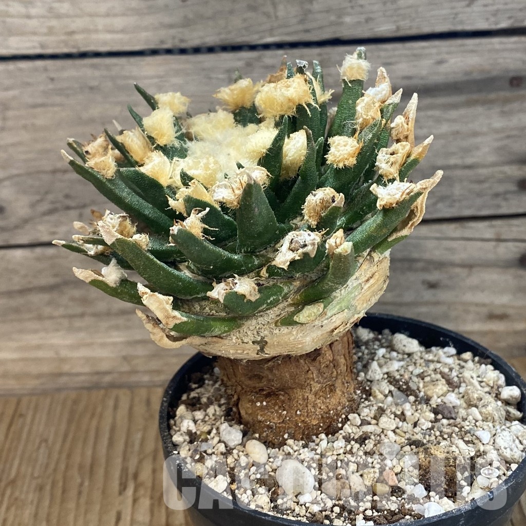 SH33691 Ariocarpus agavoides VM 804, grafted, 30 years old – Image 2