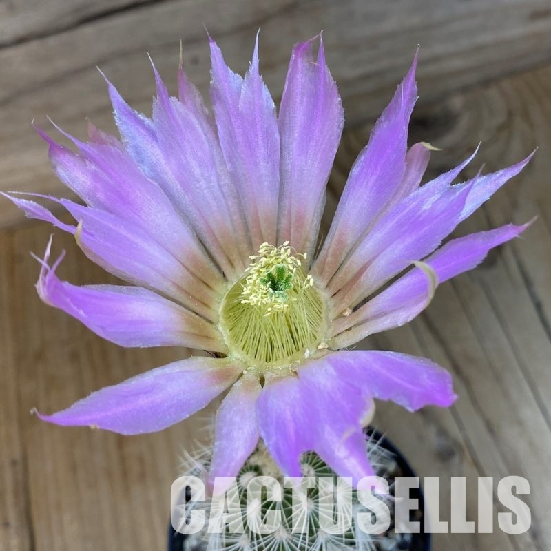 SH33682 Echinocereus reichenbachii