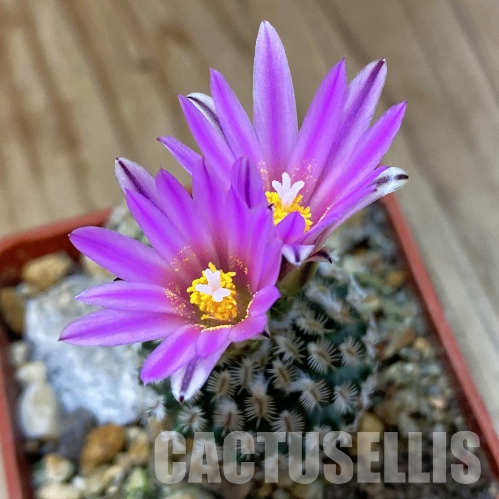 SH33684 Turbinicarpus mombergeri