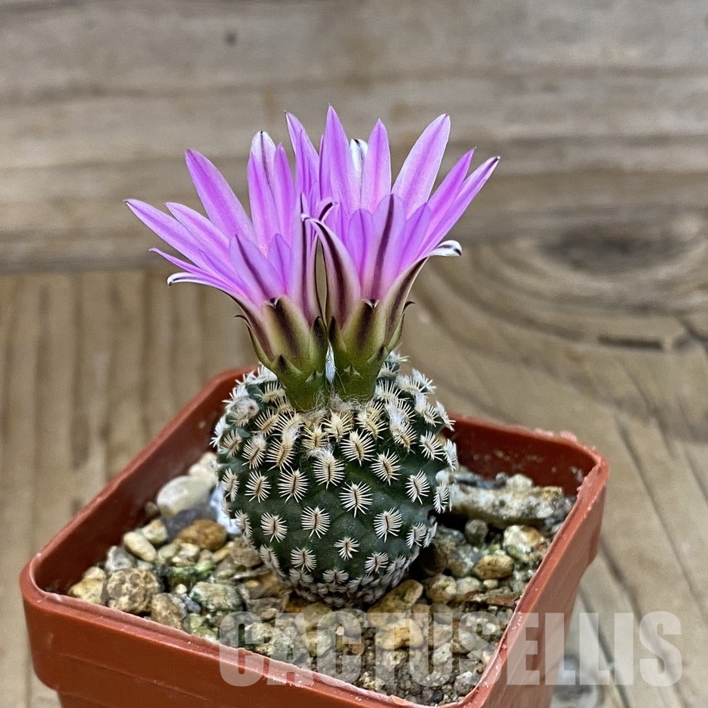 SH33684 Turbinicarpus mombergeri - Image 2