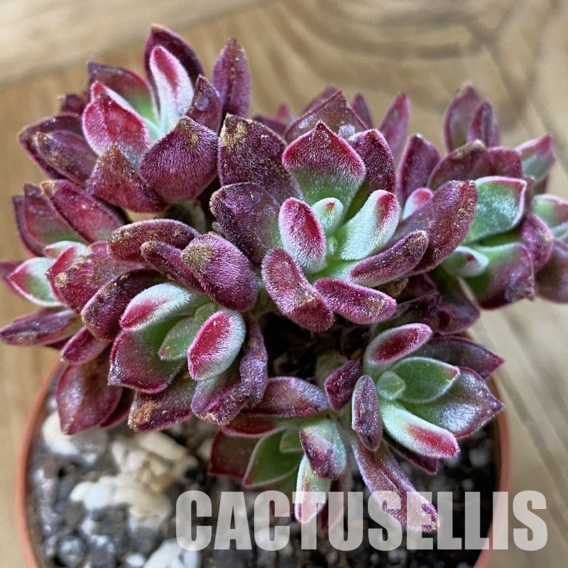 SH33685 Echeveria pulvinata