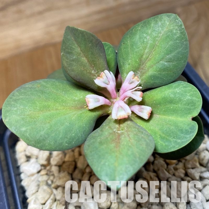 SH33686 Monadenium globosum ES 20369