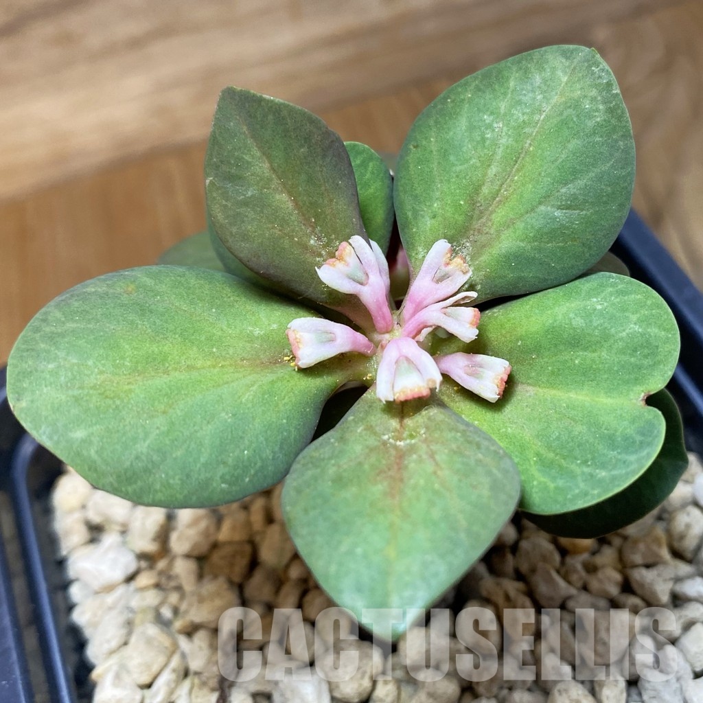 SH33686 Monadenium globosum ES 20369