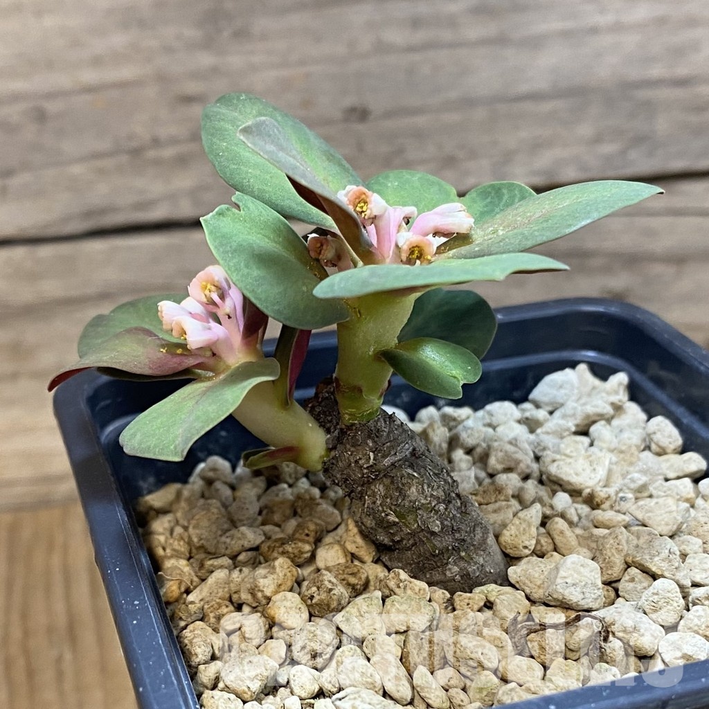 SH33686 Monadenium globosum ES 20369 - Image 2