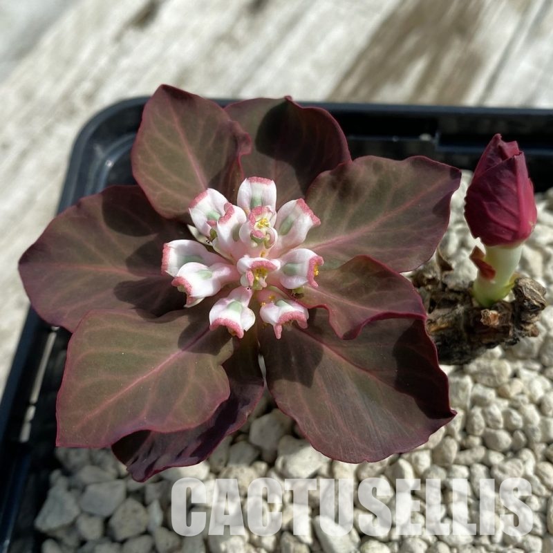 SH33687 Monadenium globosum ES 20369