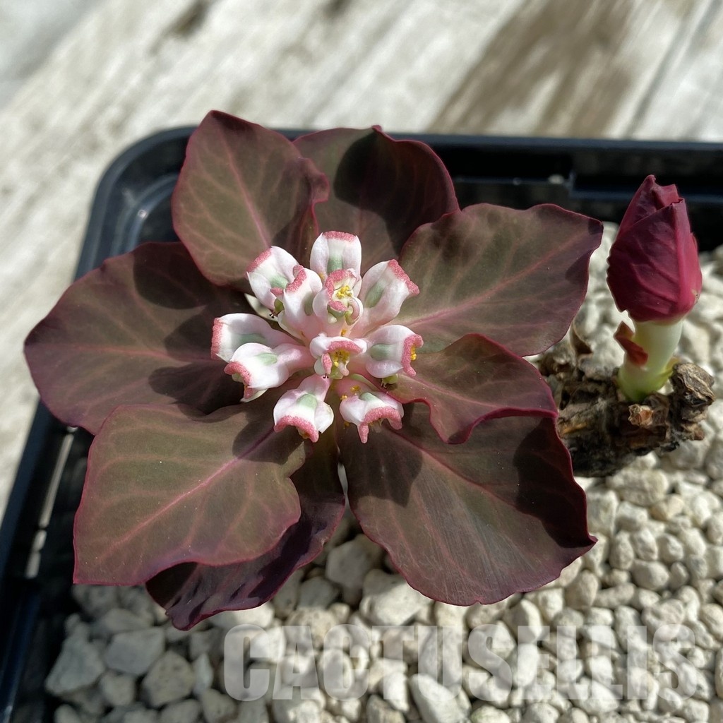 SH33687 Monadenium globosum ES 20369