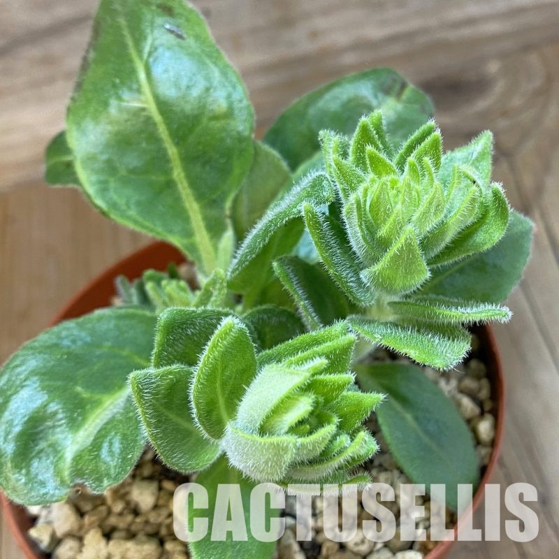 SH33688 Aeollanthus subacaulis