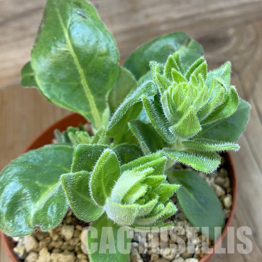 SH33688 Aeollanthus subacaulis