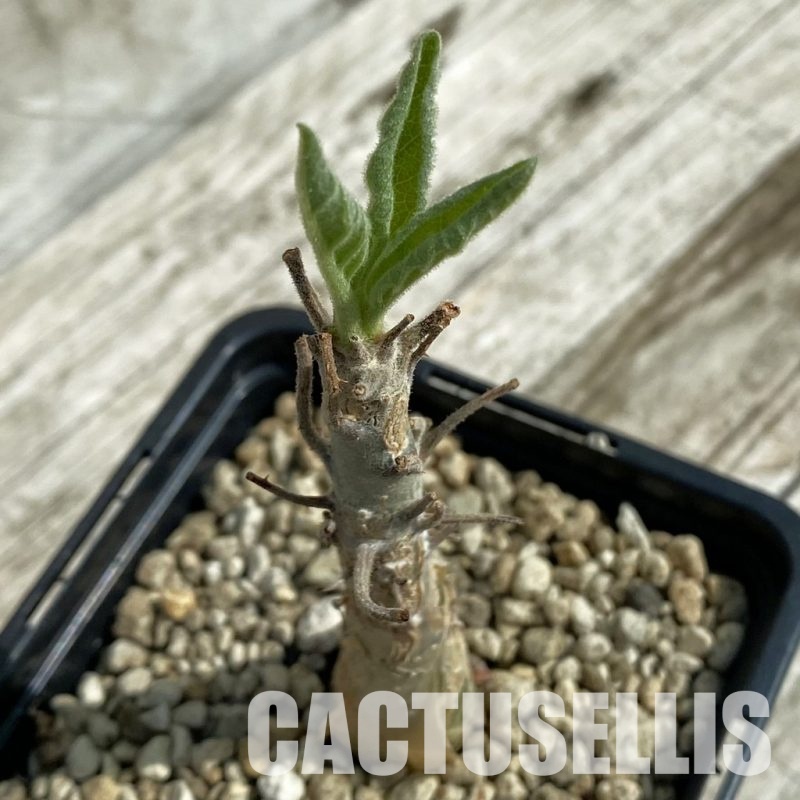 SH33689 Sesamothamnus rivae