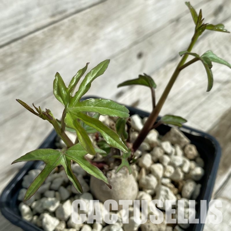 SH33675 Ipomoea platensis