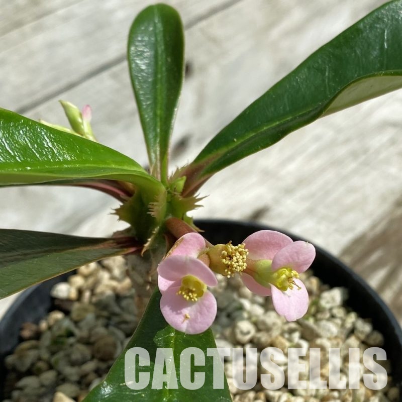 SH33692 Euphorbia lophogona